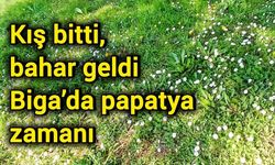 Kış bitti, bahar geldi: Biga’da papatya zamanı