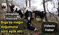 Ormanda mucize: Biga’da ineğin doğumuna sürü eşlik etti