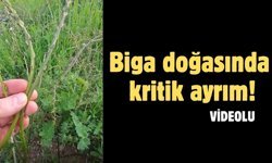 Biga doğasında kritik ayrım!