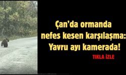 Çan’da ormanda nefes kesen karşılaşma: yavru ayı kamerada!
