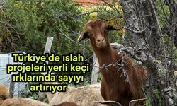 Türkiye'de ıslah projeleri yerli keçi ırklarında sayıyı artırıyor