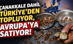 Çanakkale dahil Türkiye’den topluyor, Avrupa’ya satıyor!