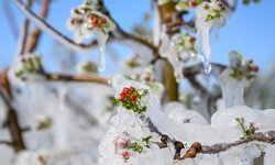 Meteoroloji'den Zirai Don Uyarısı!