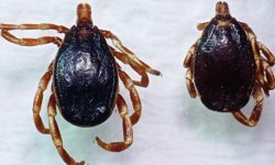 "Kenelere karşı dikkat edin" uyarısı