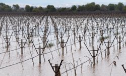 Nehri Taştı: Bağlar Sular Altında Kaldı