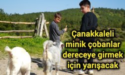 Çanakkaleli minik çobanlar dereceye girmek için yarışacak