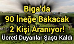 Biga’da 90 İneğe Bakacak 2 Kişi Aranıyor! Ücreti Duyanlar Şaştı Kaldı