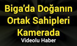 Biga'da Doğanın Ortak Sahipleri Kamerada