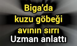 Biga’da kuzu göbeği avının sırrı: Uzman anlattı