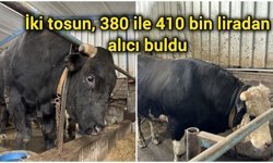 İki tosun, 380 ile 410 bin liradan alıcı buldu