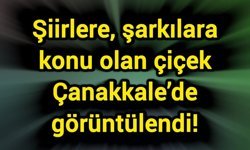 Şiirlere, şarkılara konu olan çiçek Çanakkale’de görüntülendi!