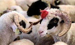 10 soruda kurban ibadetiyle ilgili doğru bilinen yanlışlar