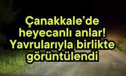 Çanakkale’de heyecanlı anlar! Yavrularıyla birlikte görüntülendi