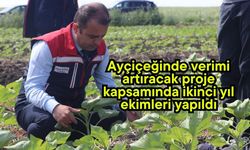 Ayçiçeğinde verimi artıracak proje kapsamında ikinci yıl ekimleri yapıldı