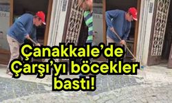 Çanakkale’de Çarşı’yı böcekler bastı!