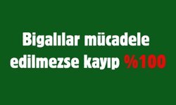 Bigalılar mücadele edilmezse kayıp %100