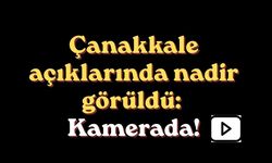 Çanakkale açıklarında nadir görüldü: Kamerada!
