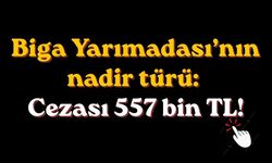 Biga Yarımadası’nın nadir türü: cezası 557 bin TL!