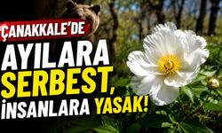 Çanakkale’de ayılara serbest, insanlara yasak!