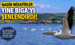 Nadir misafirler yine Biga’yı şenlendirdi