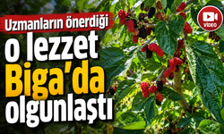 Uzmanların önerdiği o lezzet Biga’da olgunlaştı
