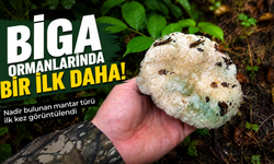 Biga ormanlarında bir ilk daha