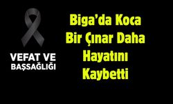 Biga’da Koca Bir Çınar Daha Hayatını Kaybetti