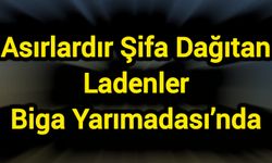 Asırlardır Şifa Dağıtan Ladenler Biga Yarımadası’nda