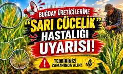 Buğday üreticilerine "sarı cücelik" hastalığı uyarısı