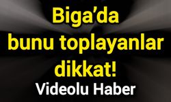 Biga’da bunu toplayanlar dikkat!
