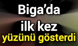 Biga’da ilk kez yüzünü gösterdi
