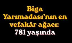 Biga Yarımadası’nın en vefakâr ağacı: 781 yaşında