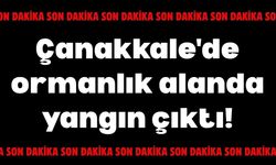 Çanakkale'de ormanlık alanda yangın çıktı!