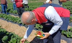 Çanakkale'de çilek hasat şenliği düzenlendi
