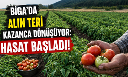 Biga’da alın teri kazanca dönüşüyor: Hasat başladı!