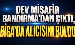 Dev Misafir Bandırma’dan Çıktı, Biga’da Alıcısını Buldu