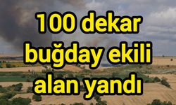 100 dekar buğday ekili alan yandı