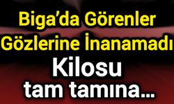 Biga’da Görenler Gözlerine İnanamadı: Kilosu tam tamına…