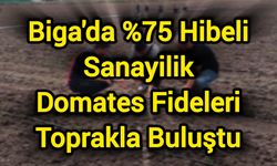 Biga'da %75 Hibeli Sanayilik Domates Fideleri Toprakla Buluştu