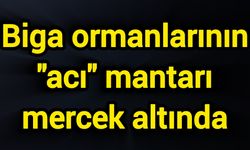 Biga ormanlarının "acı" mantarı mercek altında