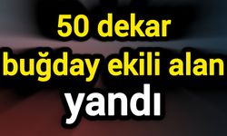 50 dekar buğday ekili alan yandı
