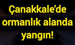 Çanakkale'de ormanlık alanda yangın!