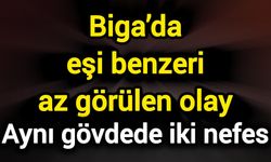 Biga’da eşi benzeri az görülen olay: Aynı gövdede iki nefes