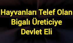 Hayvanları Telef Olan Bigalı Üreticiye Devlet Eli
