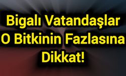 Bigalı Vatandaşlar O Bitkinin Fazlasına Dikkat!