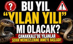 Bu Yıl "Yılan Yılı" mı Olacak? Çanakkale'de Yılanlar Şehir Merkezlerine İnmeye Başladı