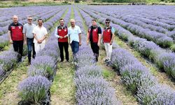 Gelibolu'da lavanta bahçeleri incelendi