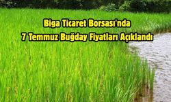 Biga Ticaret Borsası'nda 7 Temmuz Buğday Fiyatları Açıklandı