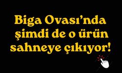 Biga Ovası’nda şimdi de o ürün sahneye çıkıyor!