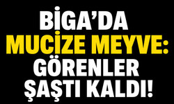 Biga’da mucize meyve: Görenler şaştı kaldı!